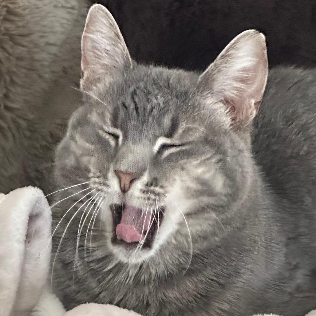 Daisy, Adoptable, Senior Female Domestic Short Hair.