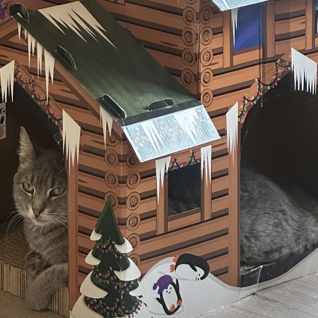 Daisy, a Adoptable Domestic Short Hair in Greenfield, IN image 2/3