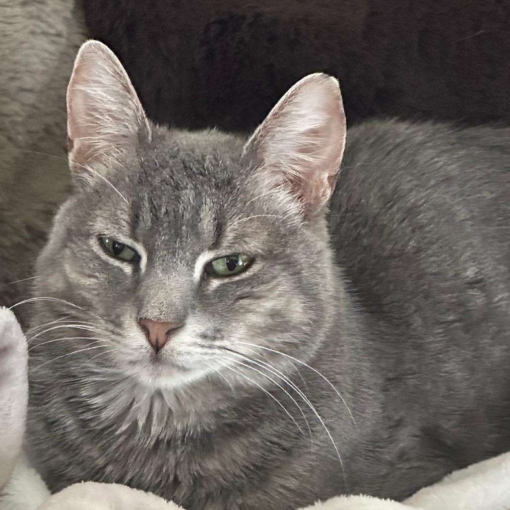 Daisy, a Adoptable Domestic Short Hair in Greenfield, IN image 3/3
