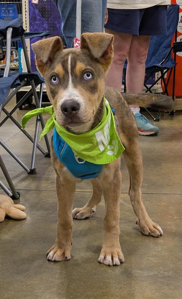 Enlarge Rice Crispy ✅, a Adoptable mixed breed in Florence, SC image 1/2