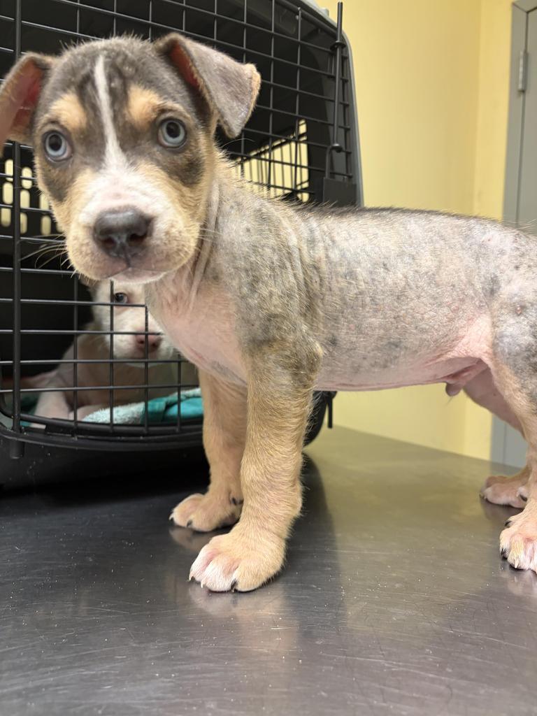 Enlarge Rice Crispy, a Adoptable mixed breed in Florence, SC image 1/1