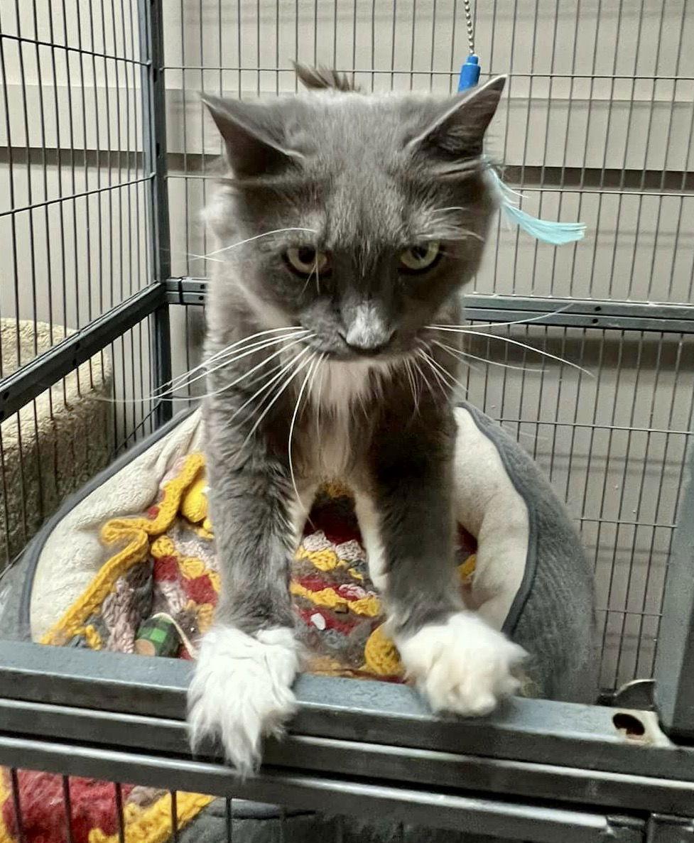 CAT-Willow, Adopted, Adult Female Domestic Medium Hair.