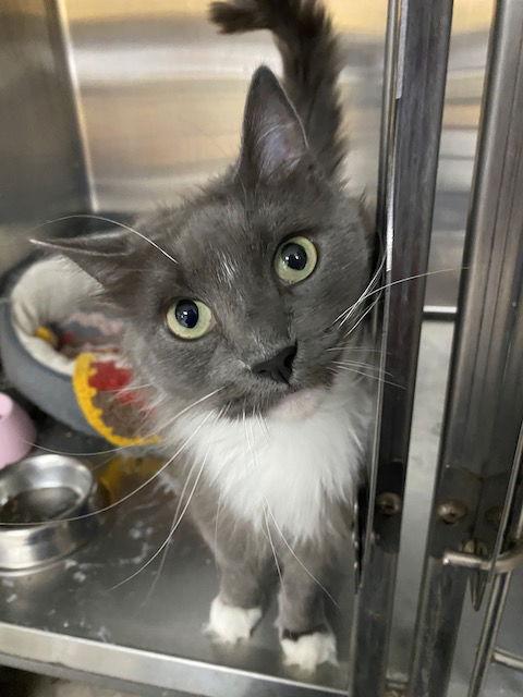 Enlarge CAT-Willow, a Adopted Domestic Medium Hair in GILBERTS, IL image 2/3