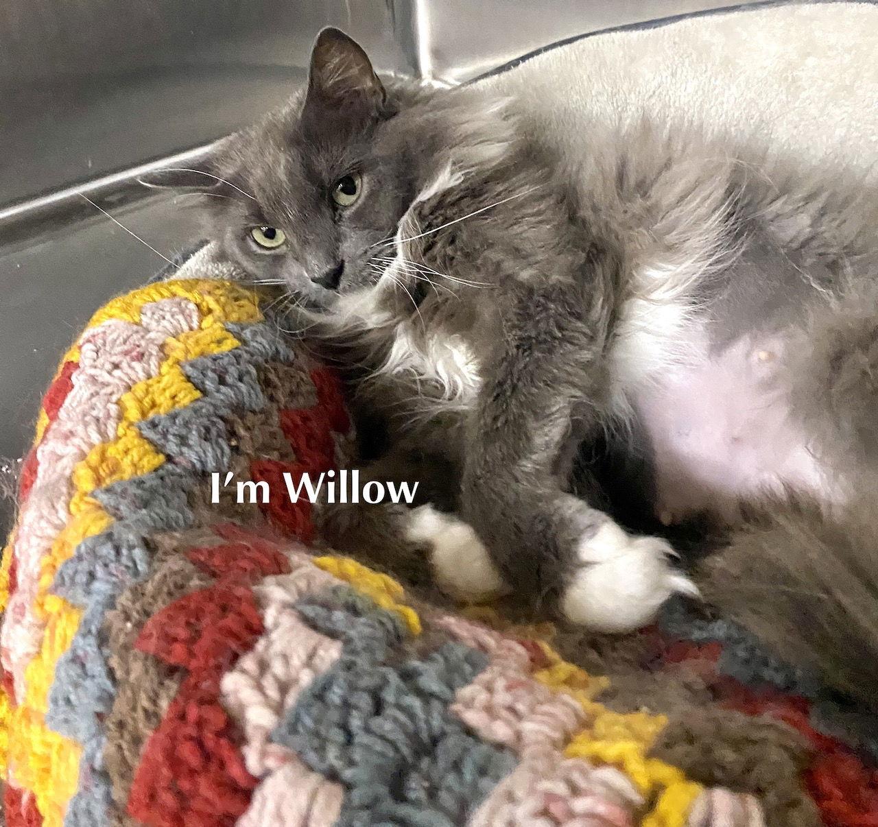 Enlarge CAT-Willow, a Adopted Domestic Medium Hair in GILBERTS, IL image 3/3