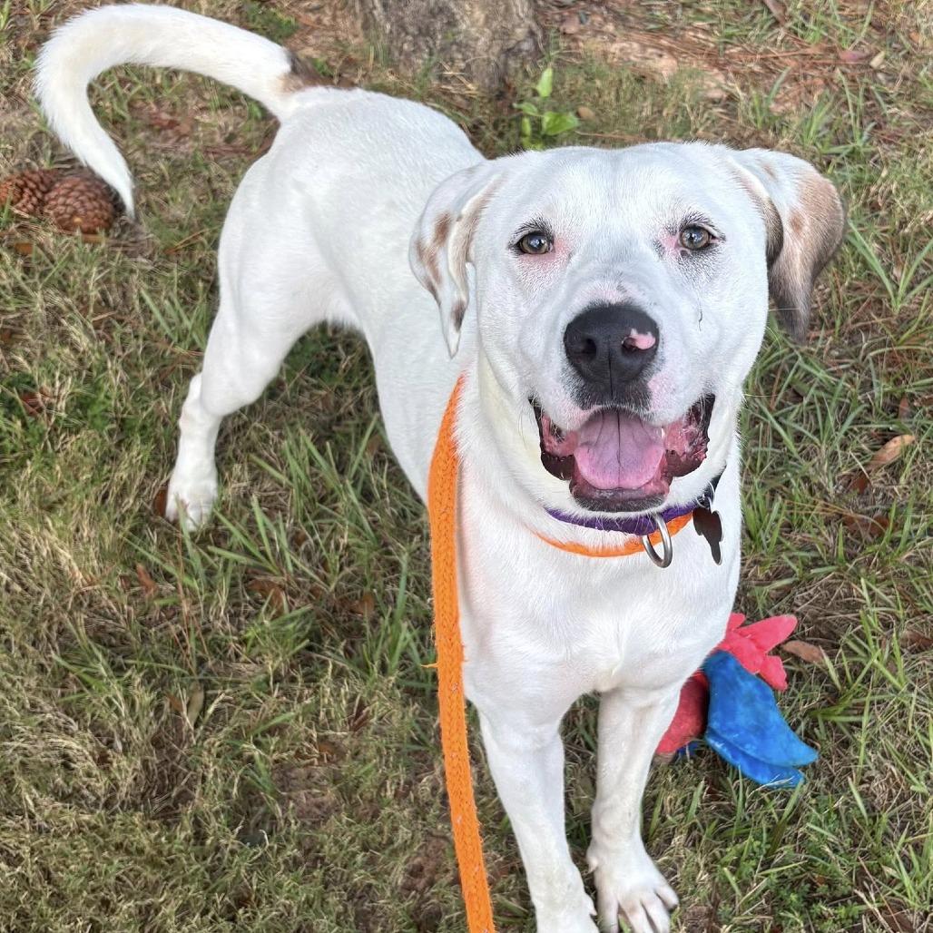 Cottontail thumbnail 2