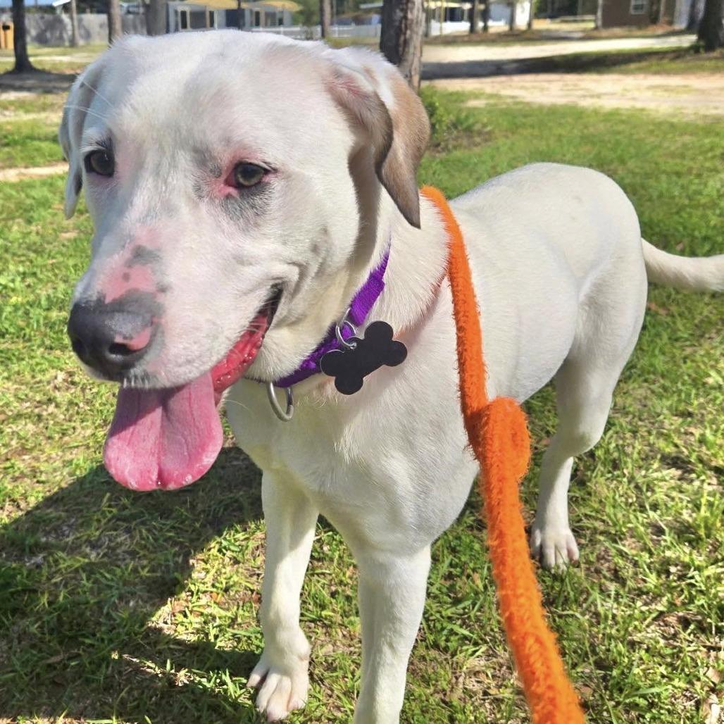 Cottontail thumbnail 3