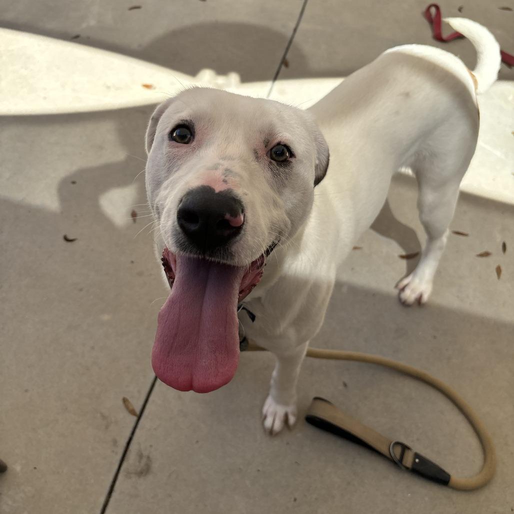 Cottontail thumbnail 4