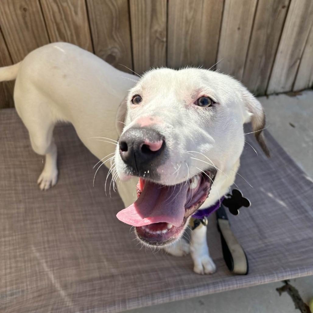 Cottontail thumbnail 6