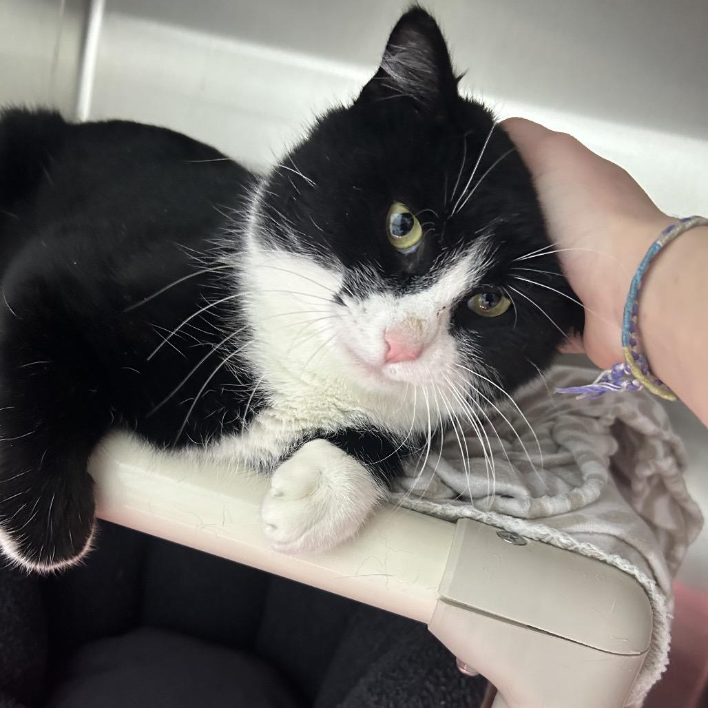 Enlarge Mr. Tumnus, a Adoptable Domestic Short Hair in Detroit Lakes, MN image 1/4