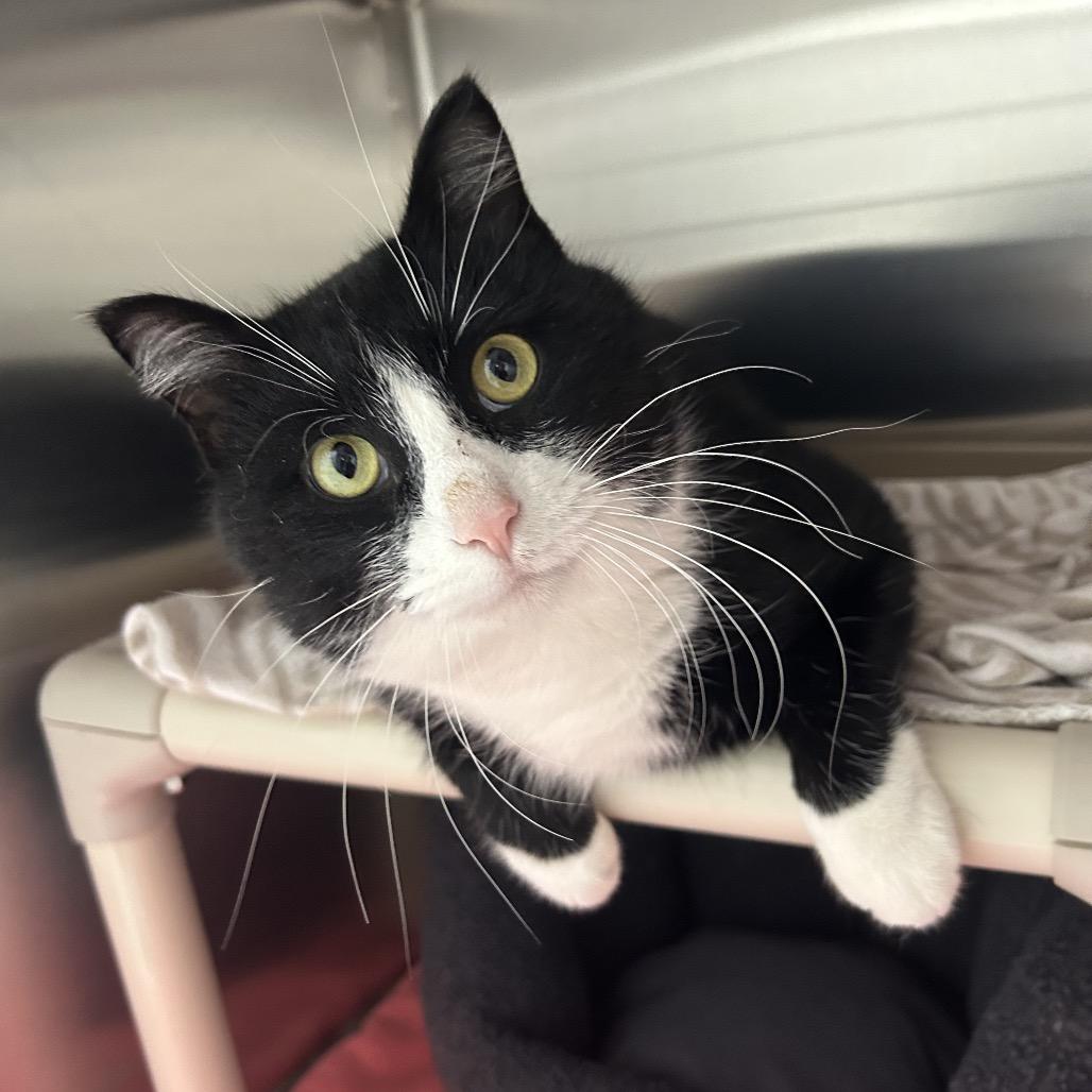 Enlarge Mr. Tumnus, a Adoptable Domestic Short Hair in Detroit Lakes, MN image 2/4