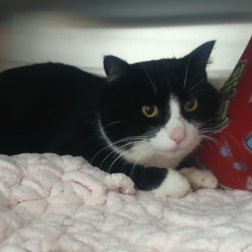 Enlarge Mr. Tumnus, a Adoptable Domestic Short Hair in Detroit Lakes, MN image 3/4