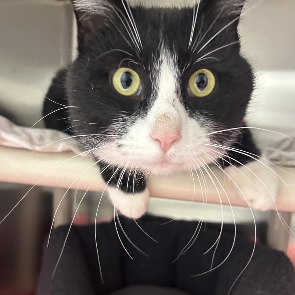 Enlarge Mr. Tumnus, a Adoptable Domestic Short Hair in Detroit Lakes, MN image 4/4