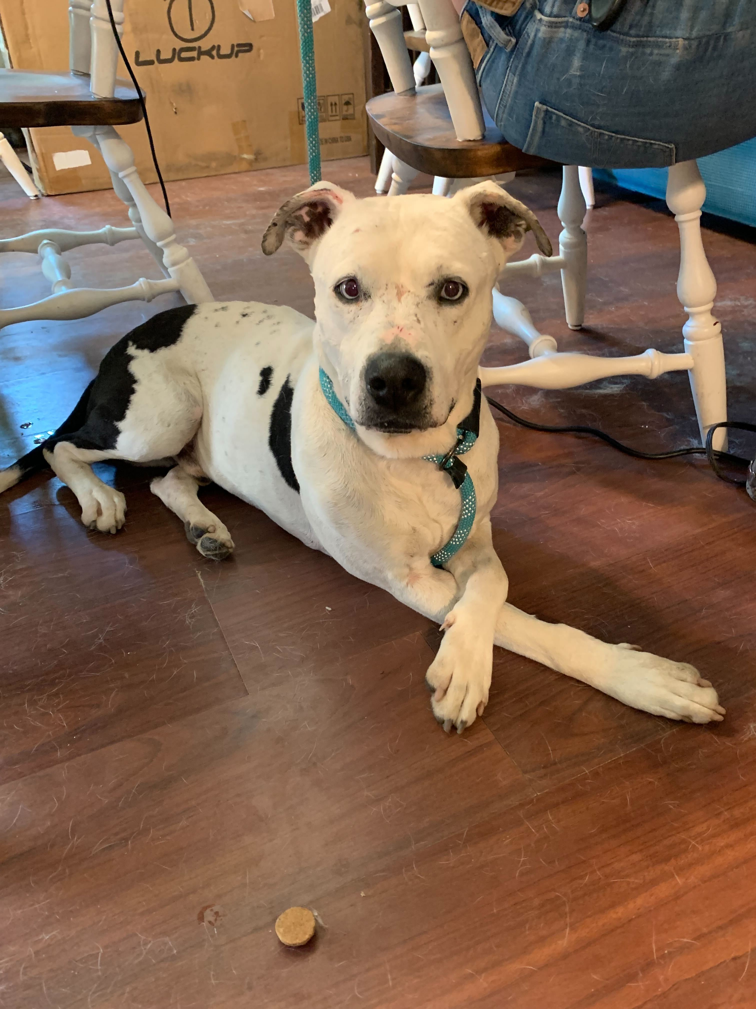 Pappas (URGENT), an adoptable Pit Bull Terrier in Tracy, CA, 95304 | Photo Image 5