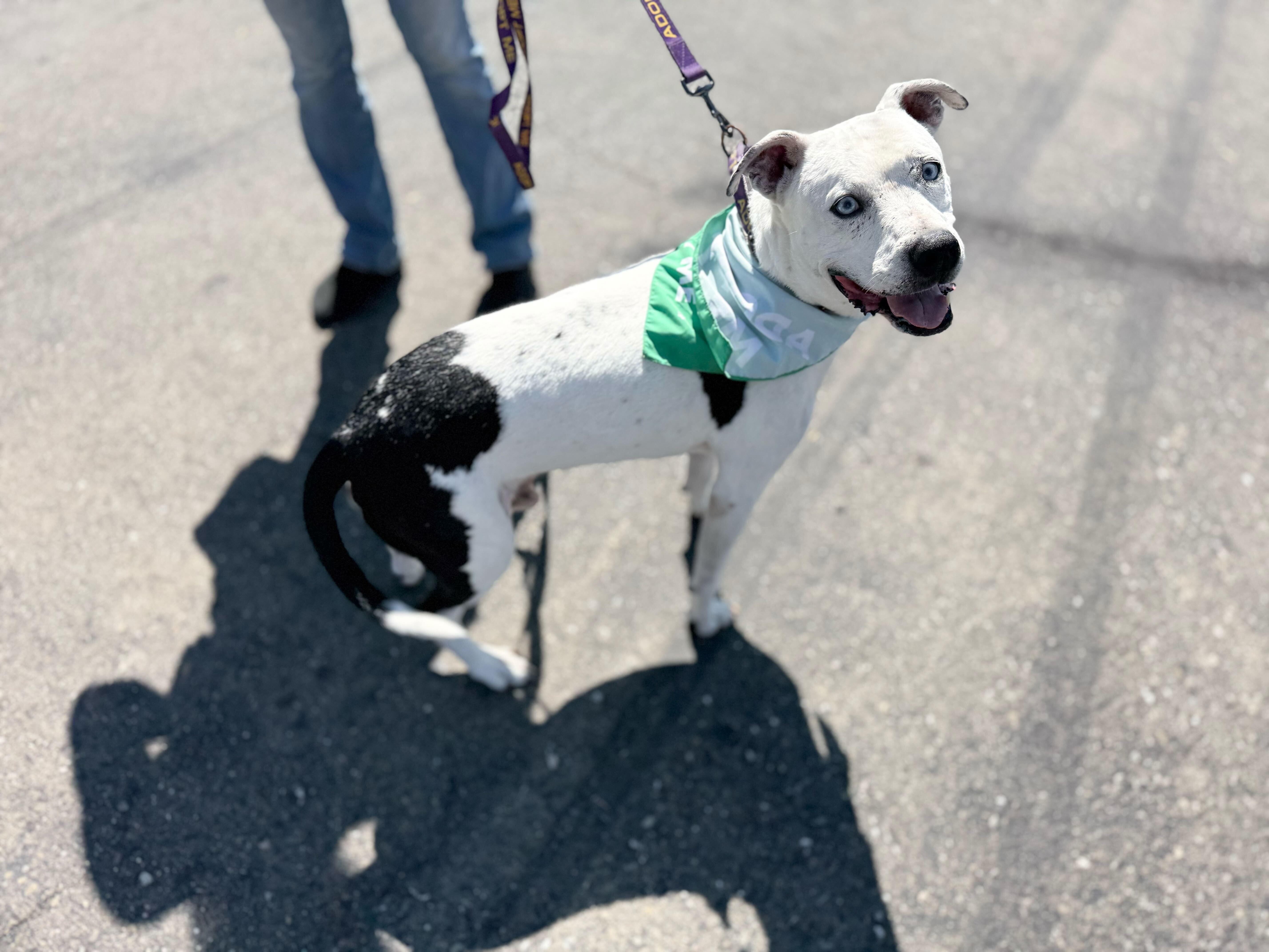 Pappas (URGENT), an adoptable Pit Bull Terrier in Tracy, CA, 95304 | Photo Image 1