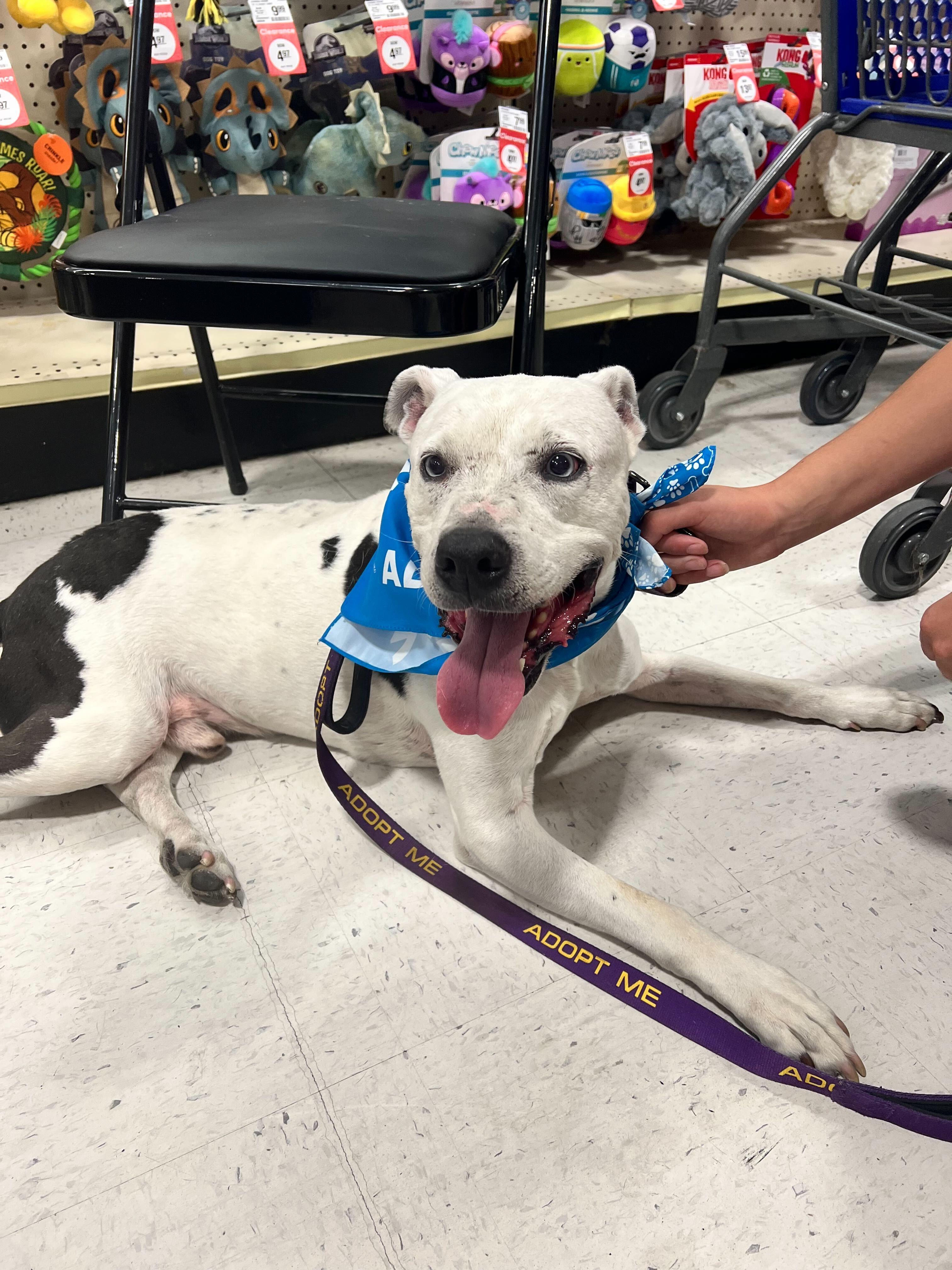 Pappas (URGENT), an adoptable Pit Bull Terrier in Tracy, CA, 95304 | Photo Image 7