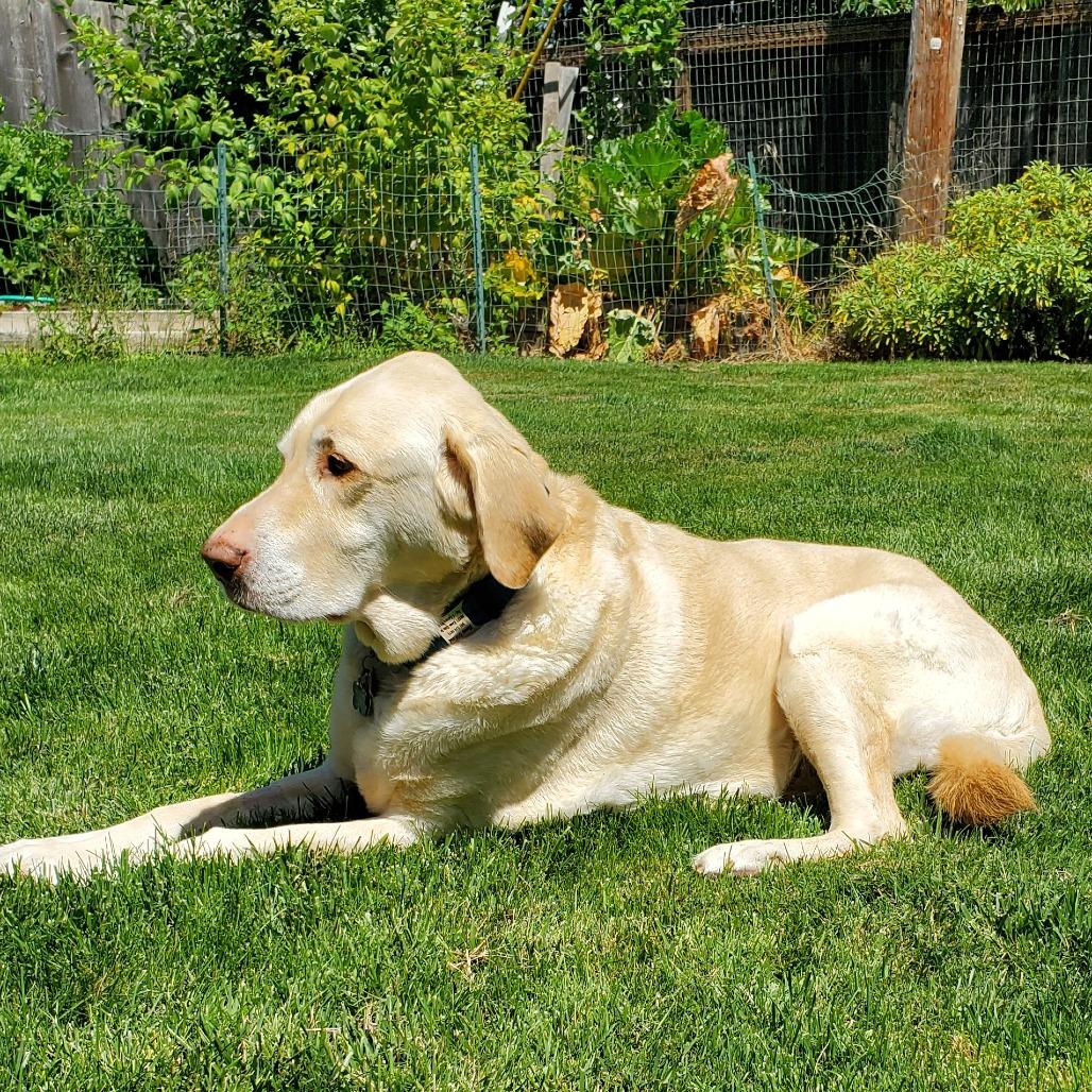 Moose, a Adoptable Labrador Retriever in Corvallis, OR image 1/6
