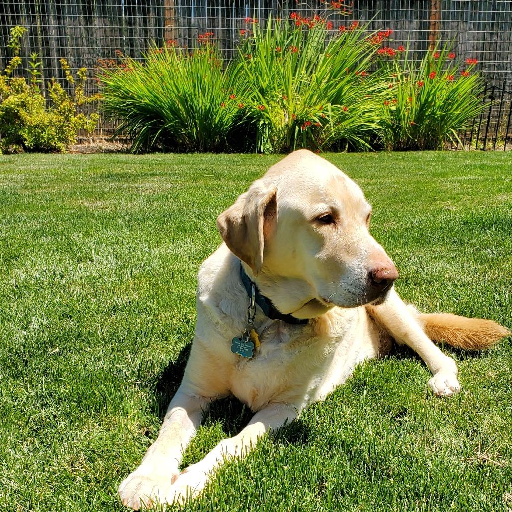 Moose, a Adoptable Labrador Retriever in Corvallis, OR image 2/6
