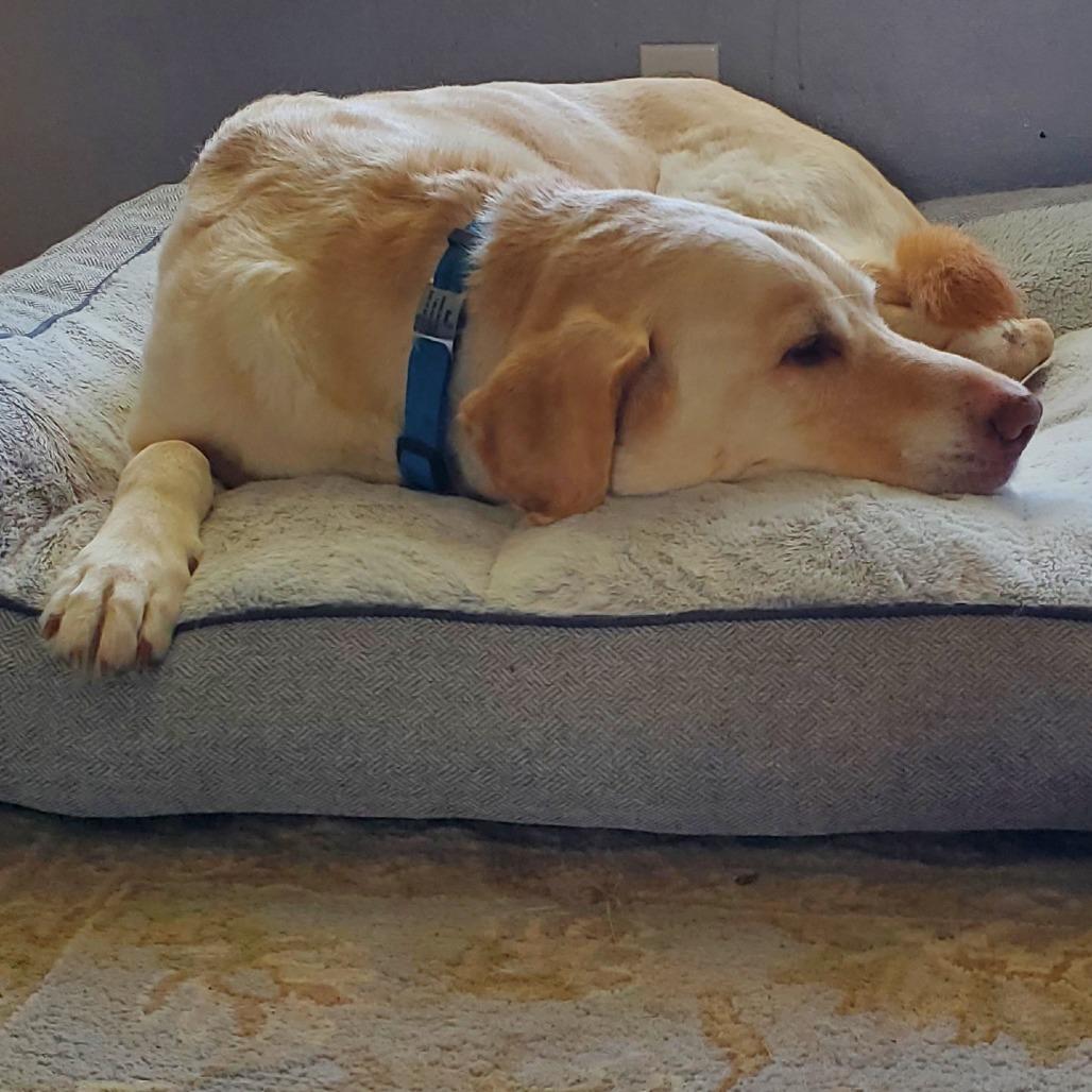 Moose, a Adoptable Labrador Retriever in Corvallis, OR image 3/6