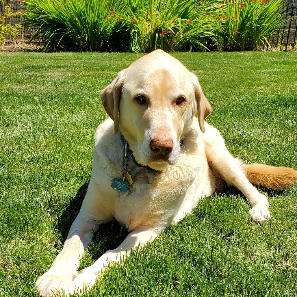 Moose, a Adoptable Labrador Retriever in Corvallis, OR image 4/6