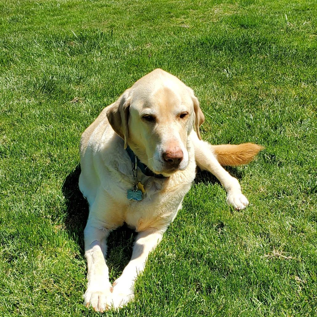 Moose, a Adoptable Labrador Retriever in Corvallis, OR image 5/6