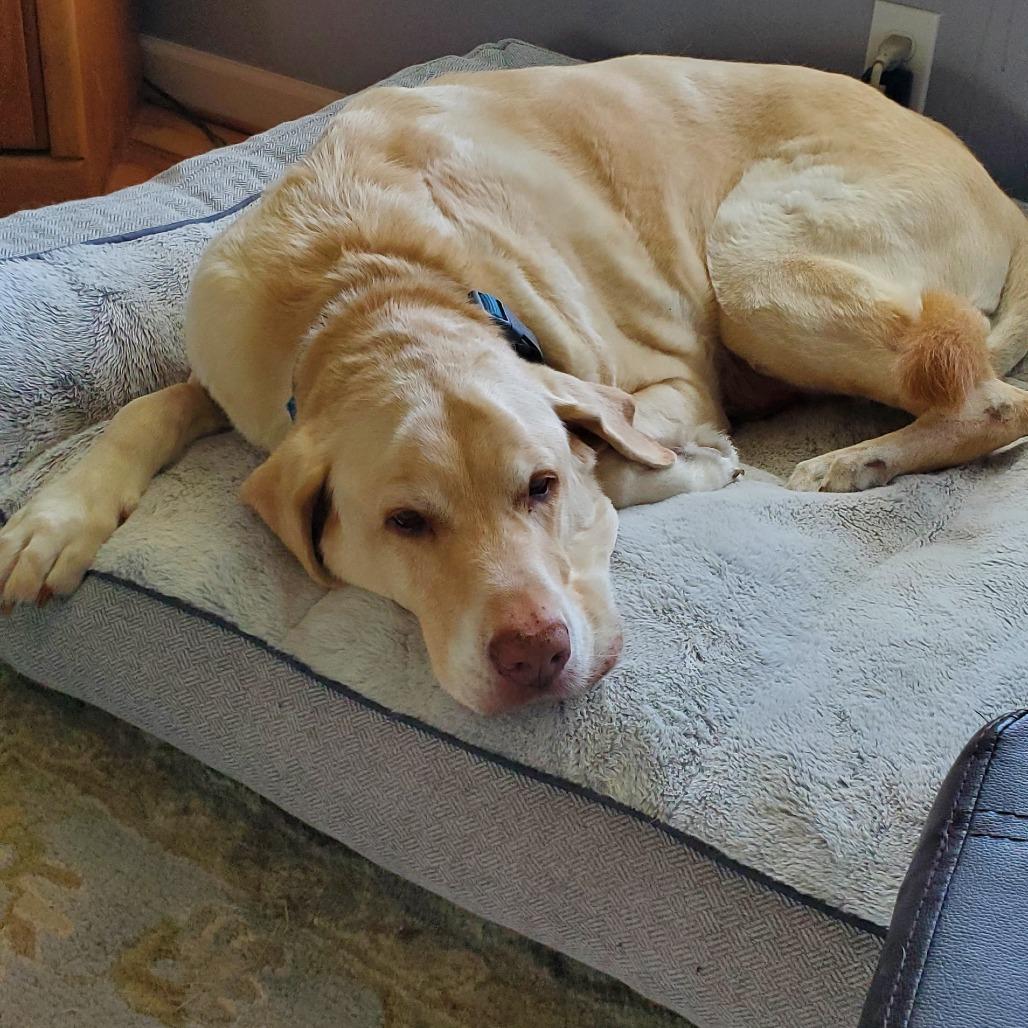 Moose, a Adoptable Labrador Retriever in Corvallis, OR image 6/6