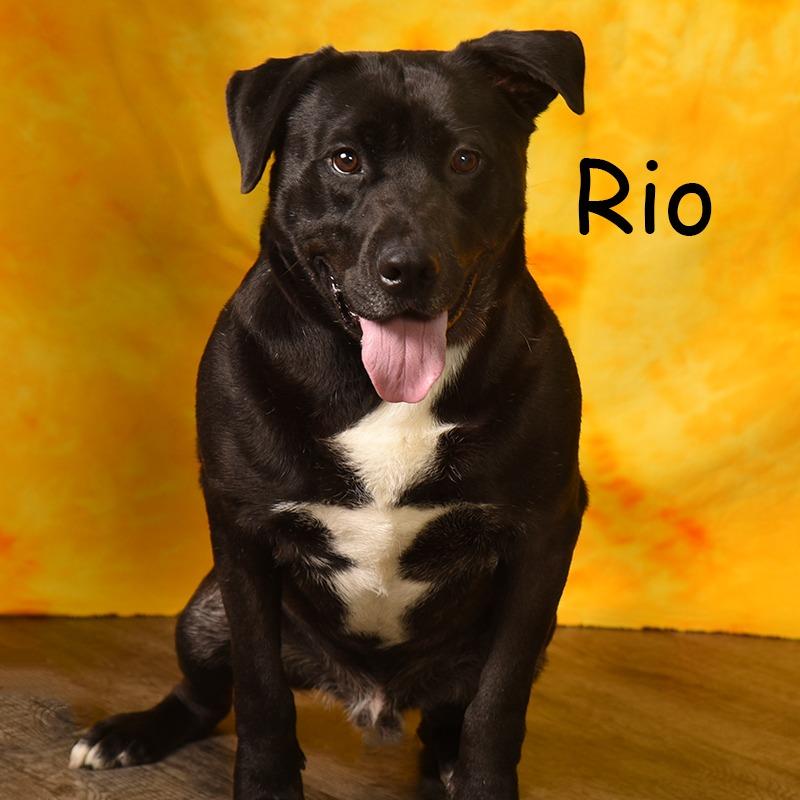 Enlarge Reo, a Adoptable Black Labrador Retriever in Holton, KS image 1/6