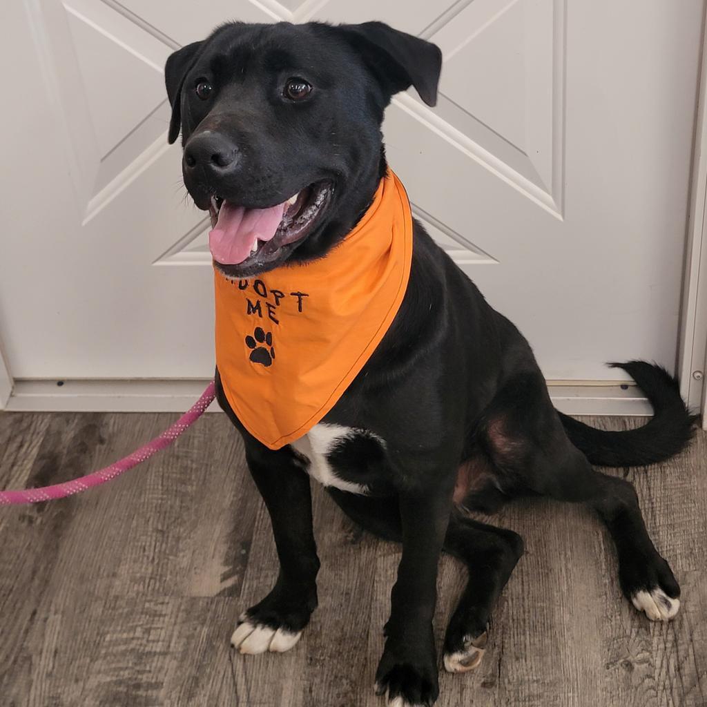 Reo, Adoptable, Adult Male Black Labrador Retriever.