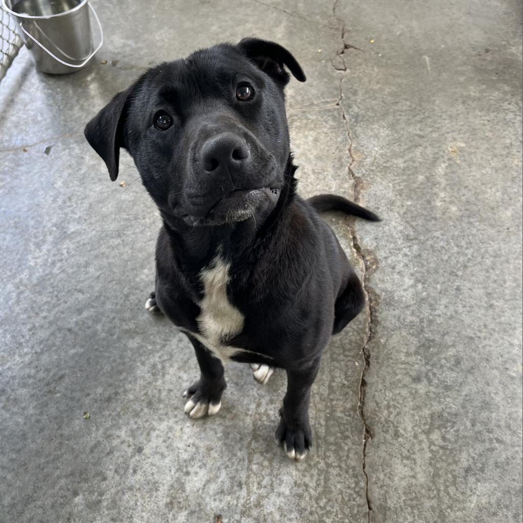 Enlarge Reo, a Adoptable Black Labrador Retriever in Holton, KS image 4/6