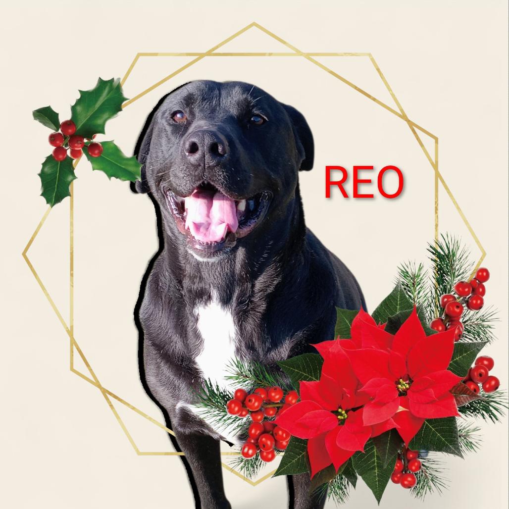 Reo, Adoptable, Adult Male Black Labrador Retriever.