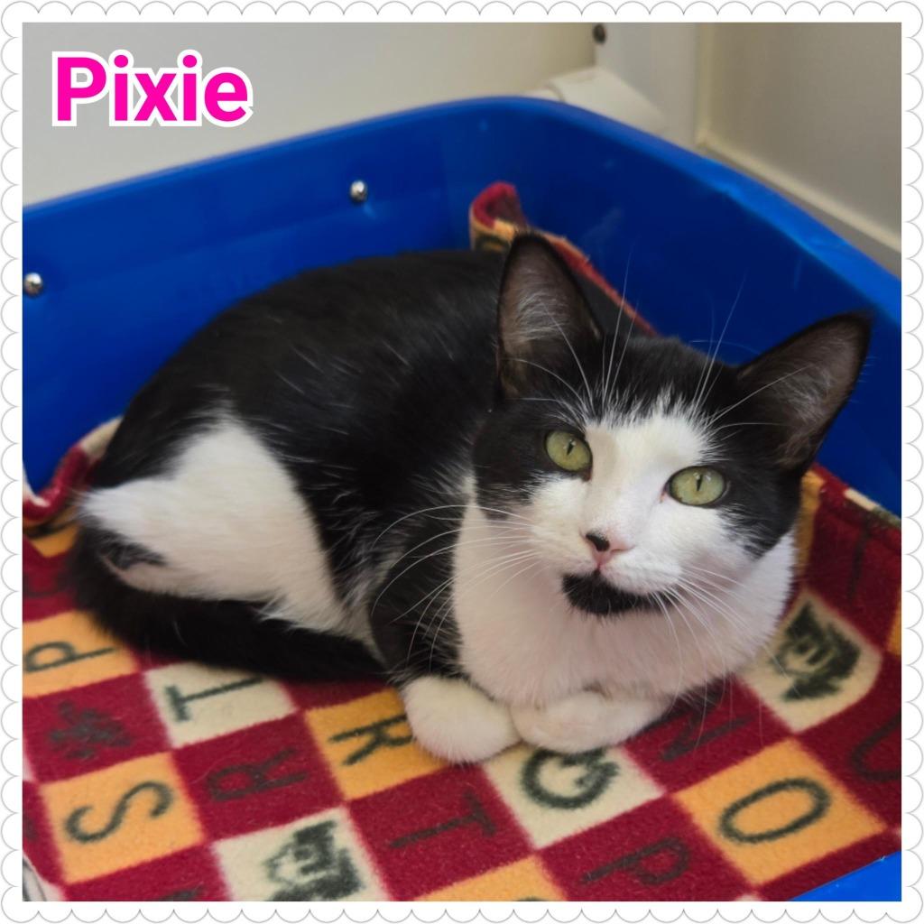 Enlarge Pixie, a Adoptable mixed breed in North Saint Paul, MN image 4/4