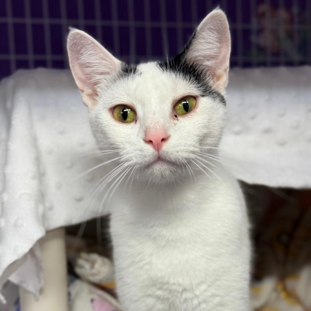 Cookie, a Adoptable Domestic Short Hair in Redwood Valley, CA image 1/5