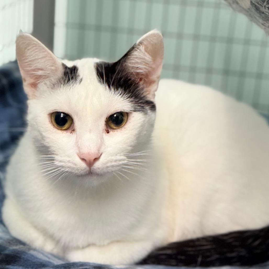 Cookie, a Adoptable Domestic Short Hair in Redwood Valley, CA image 2/5