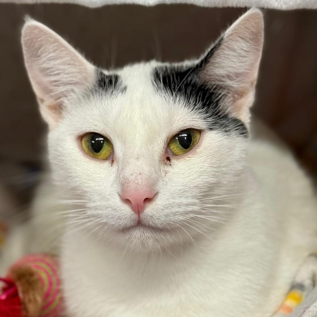 Cookie, a Adoptable Domestic Short Hair in Redwood Valley, CA image 4/5