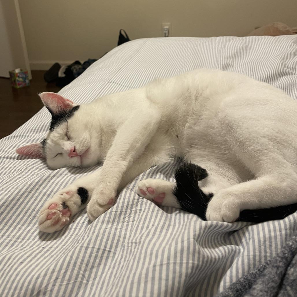 Cookie, a Adoptable Domestic Short Hair in Redwood Valley, CA image 2/5