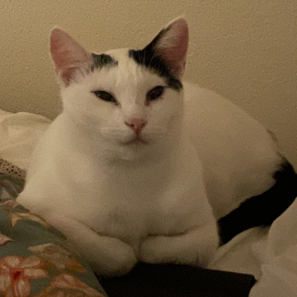 Cookie, a Adoptable Domestic Short Hair in Redwood Valley, CA image 4/5