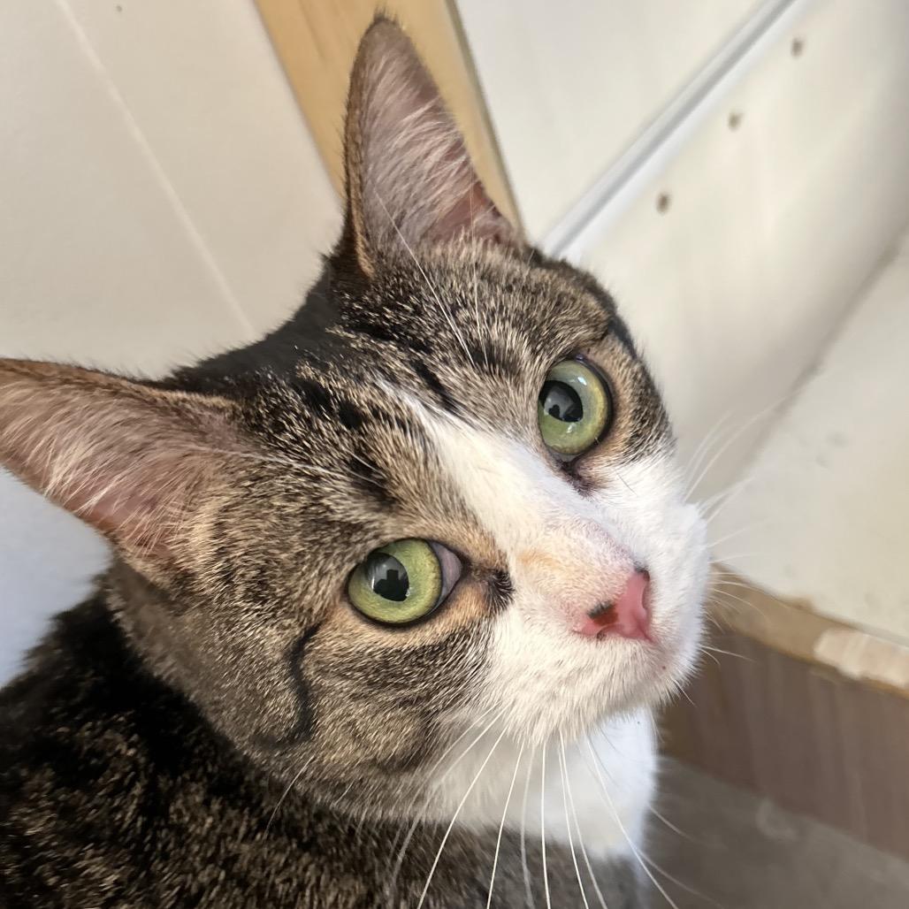 April, Adoptable, Adult Female Domestic Short Hair.