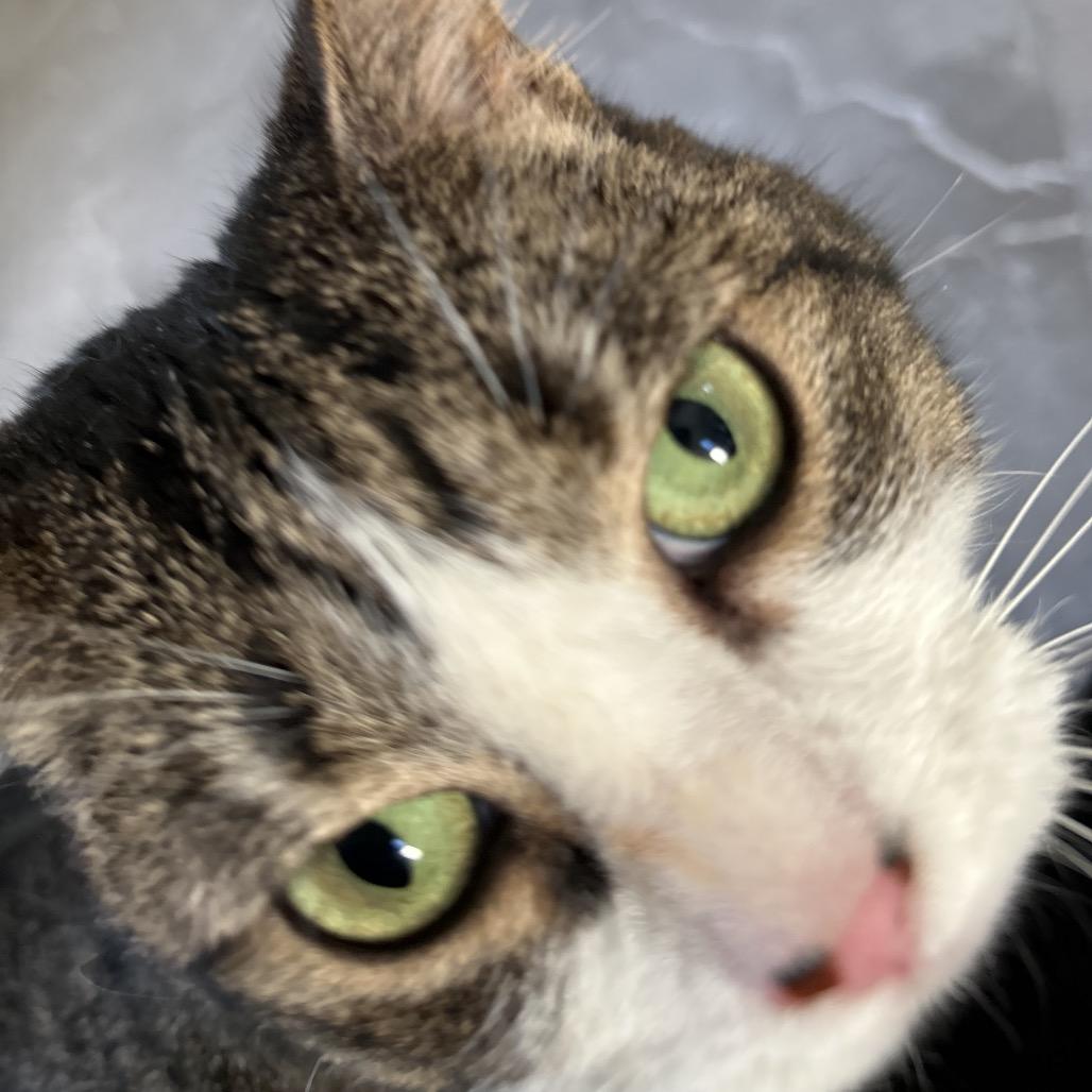 Enlarge April, a Adoptable Domestic Short Hair in Fayetteville, GA image 2/2