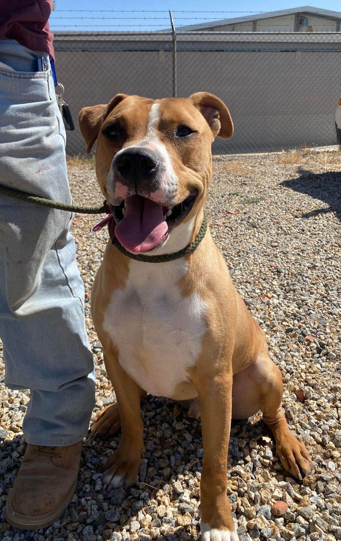 Brody , a ADOPTABLE Pit Bull Terrier in Redding, CA image 2/6