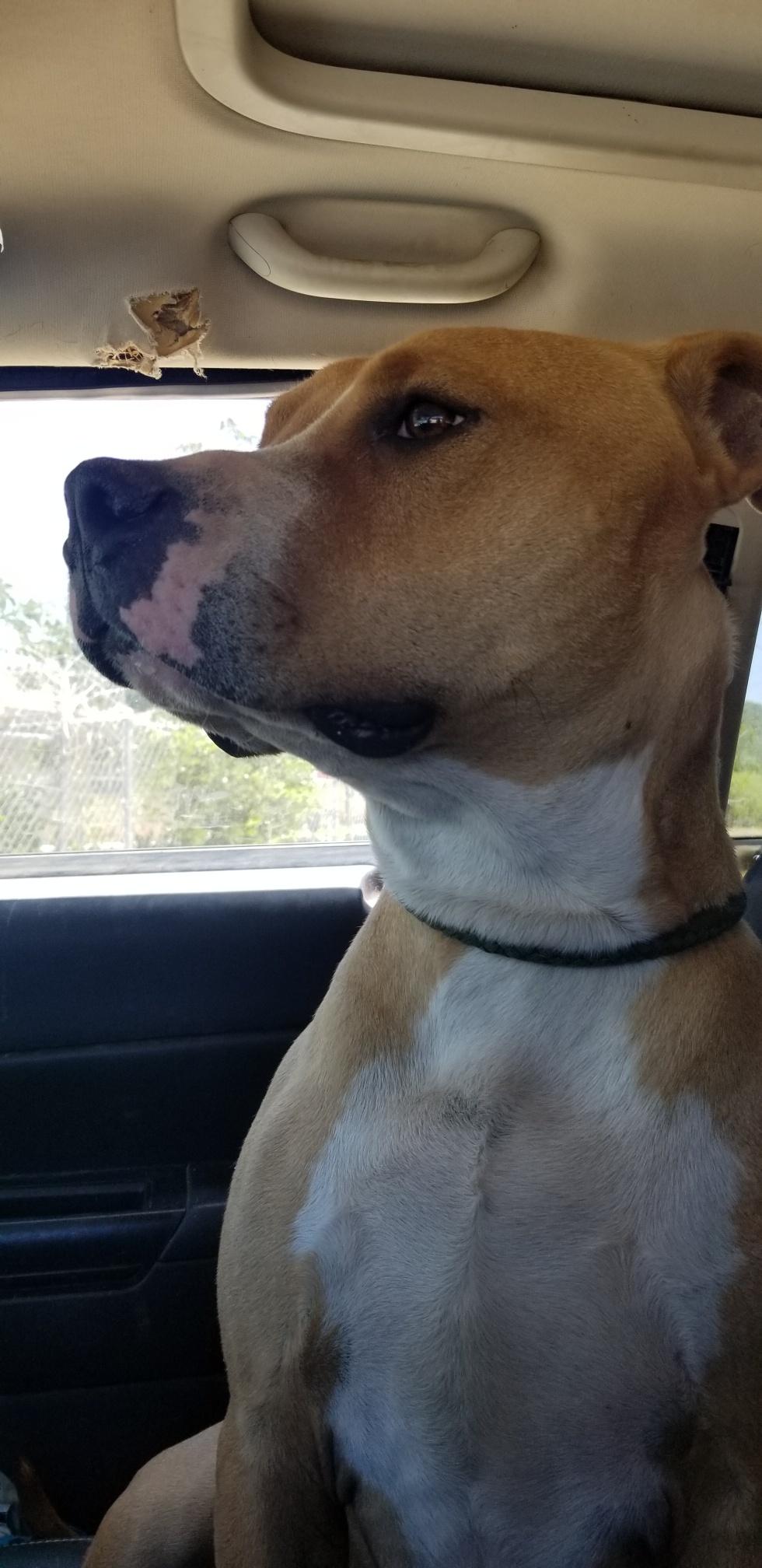Brody , a ADOPTABLE Pit Bull Terrier in Redding, CA image 6/6