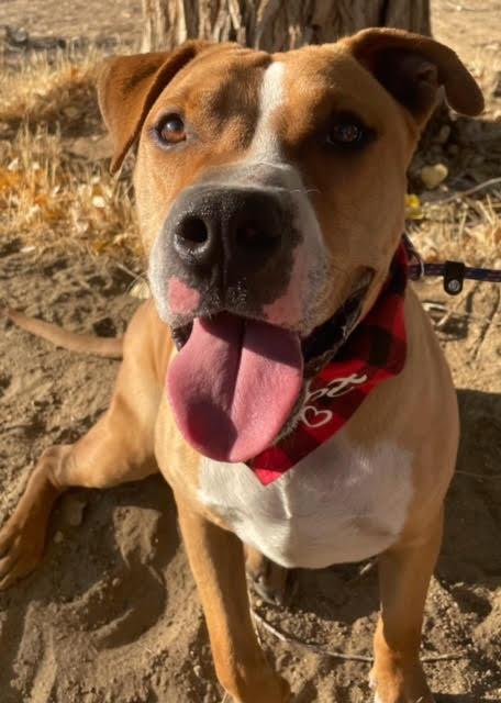 Brody , a ADOPTABLE Pit Bull Terrier in Redding, CA image 3/6