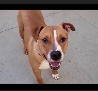 Brody , ADOPTABLE, Adult Male Pit Bull Terrier.