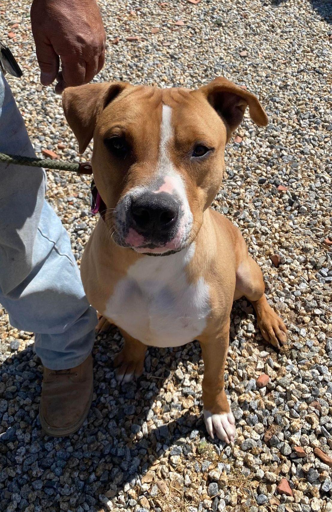 Brody , a ADOPTABLE Pit Bull Terrier in Redding, CA image 4/6