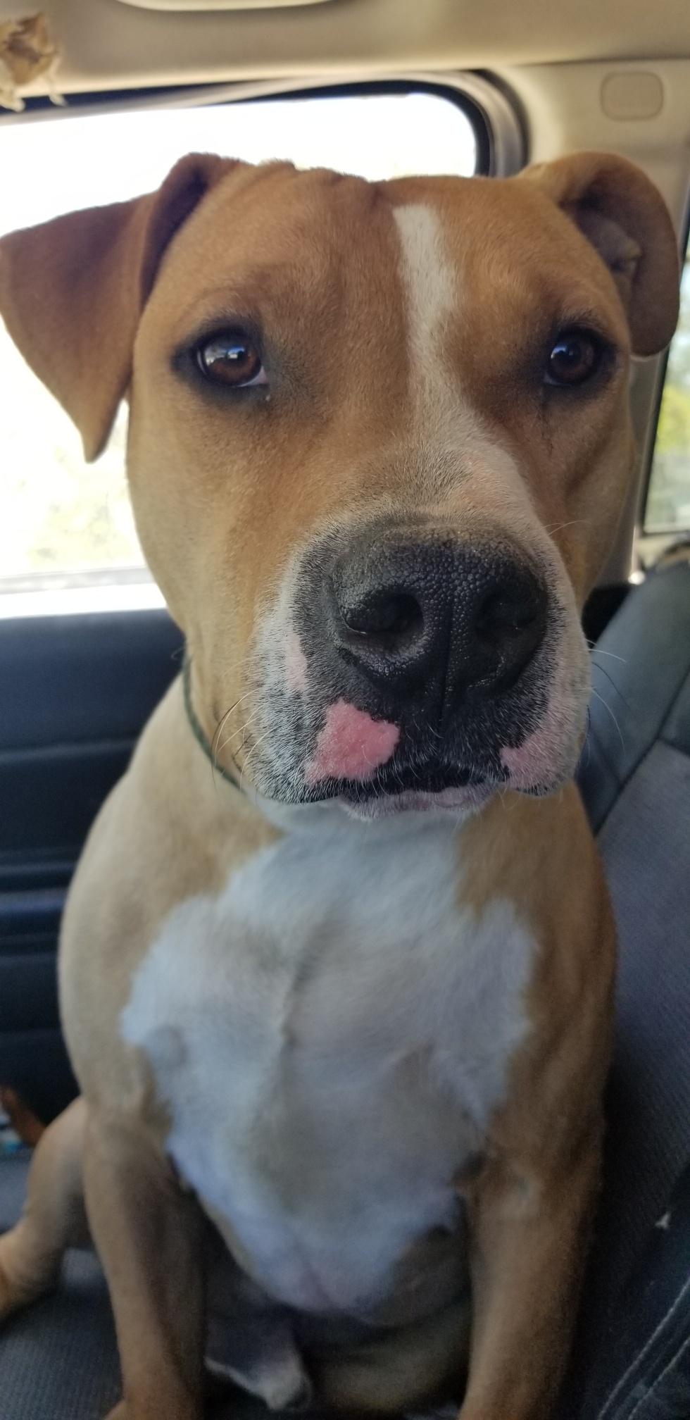 Brody , a ADOPTABLE Pit Bull Terrier in Redding, CA image 5/6