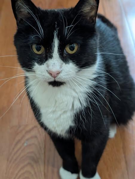 snowy, an adoptable Domestic Short Hair in Spencerville, ON, K0E 1X0 | Photo Image 4