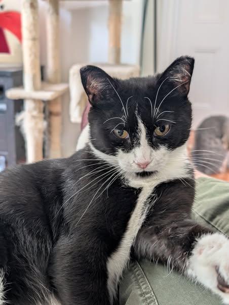 snowy, an adoptable Domestic Short Hair in Spencerville, ON, K0E 1X0 | Photo Image 2