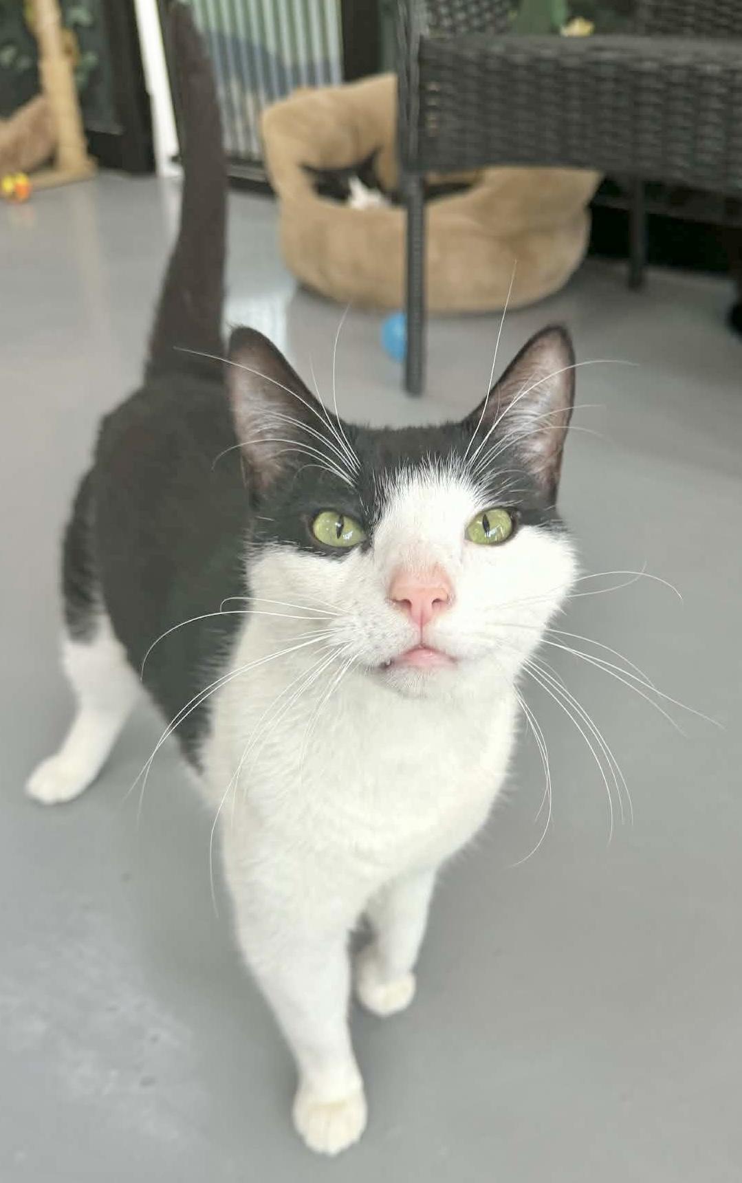 Mr. Ferne, a ADOPTABLE Domestic Short Hair in Tavares, FL image 2/3