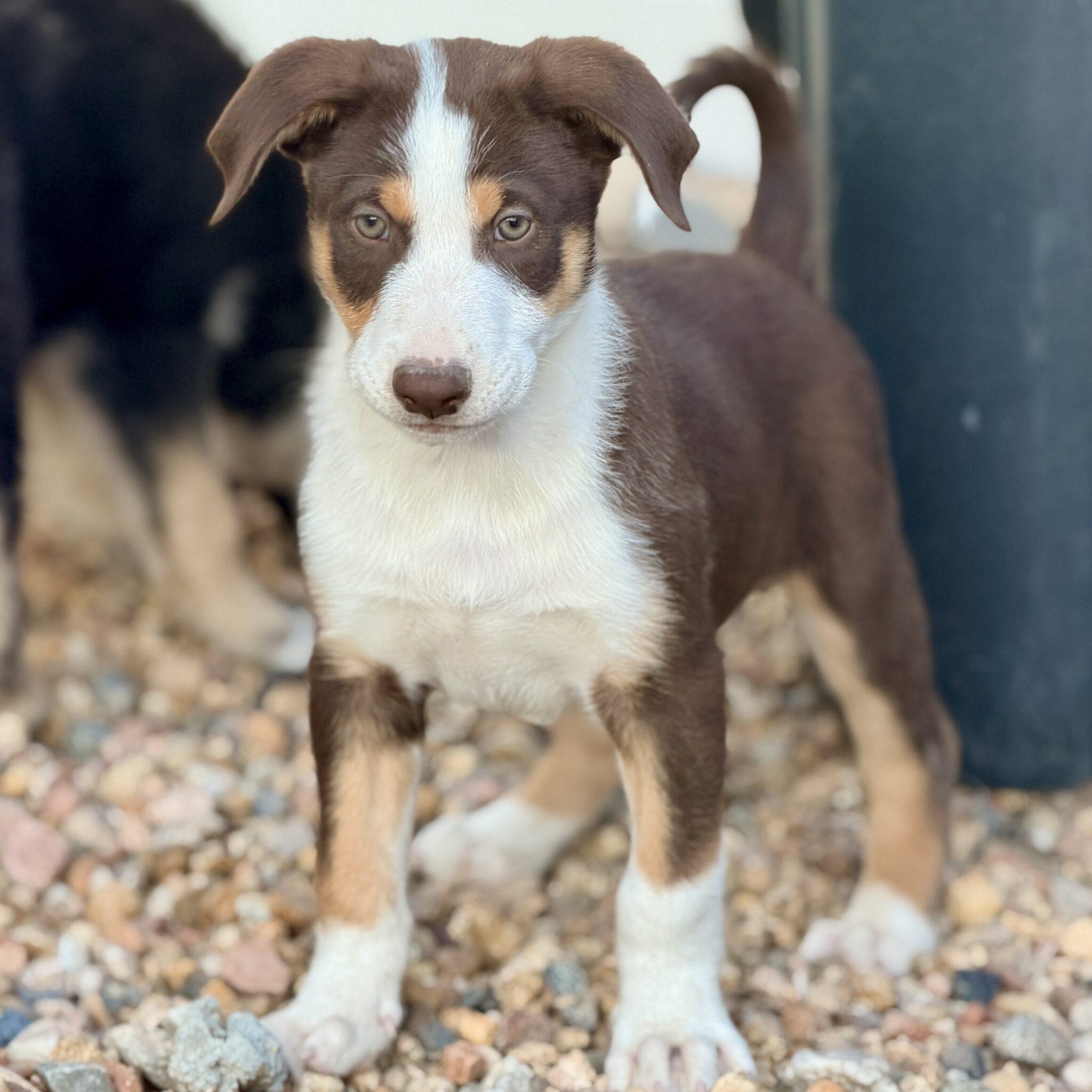 Enlarge Drake, a ADOPTABLE mixed breed in Mead, CO image 4/6