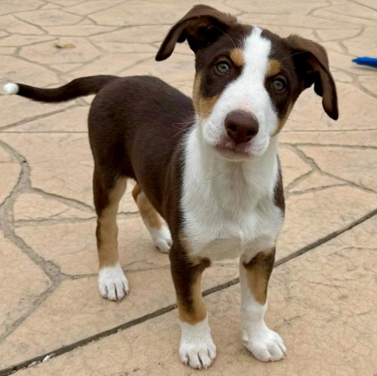 Drake, ADOPTABLE, Puppy Male Border Collie.