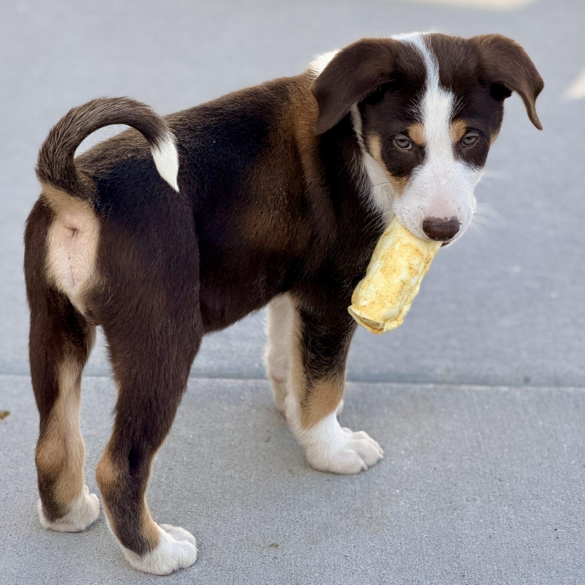 Enlarge Drake, a ADOPTABLE mixed breed in Mead, CO image 3/6