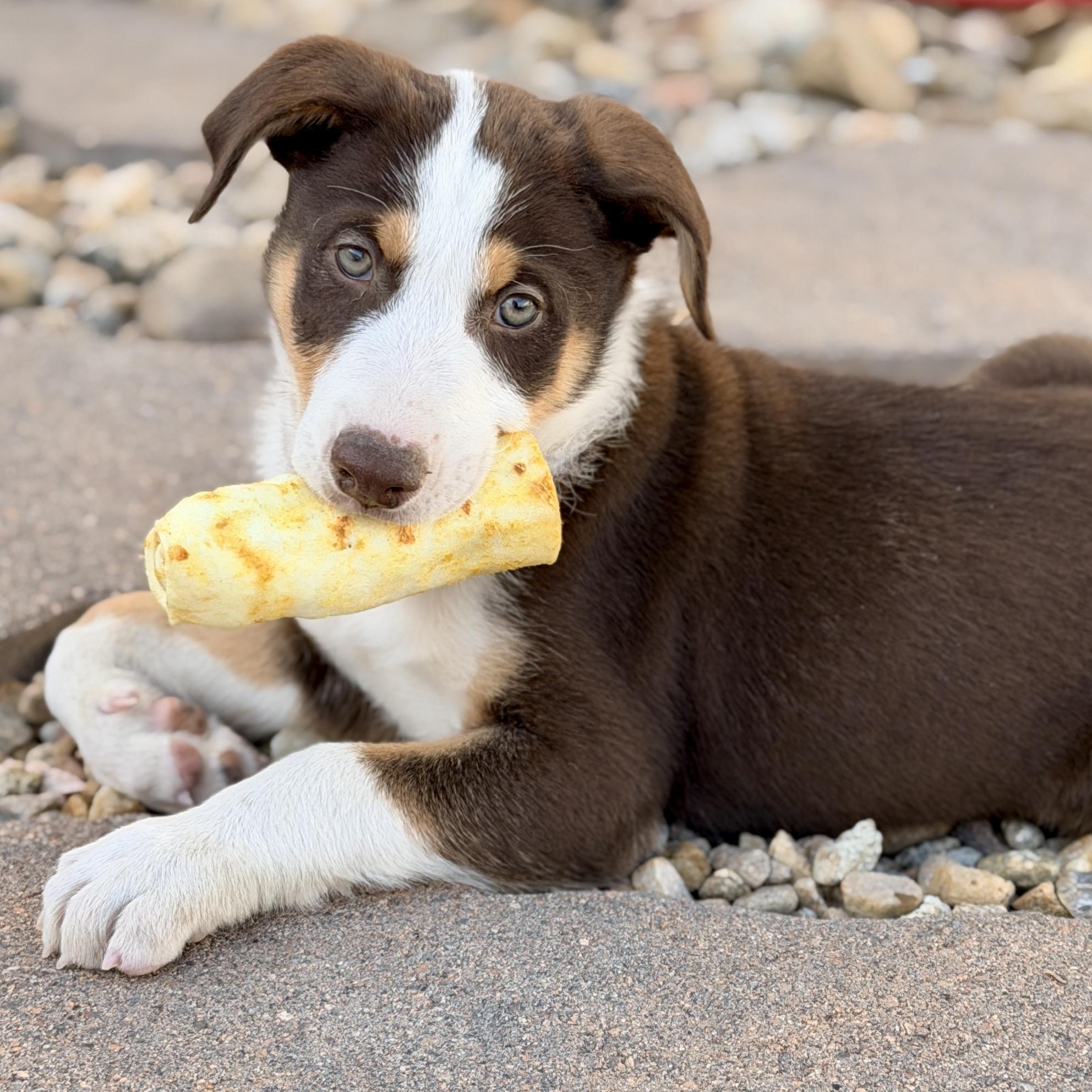 Enlarge Drake, a ADOPTABLE mixed breed in Mead, CO image 2/6